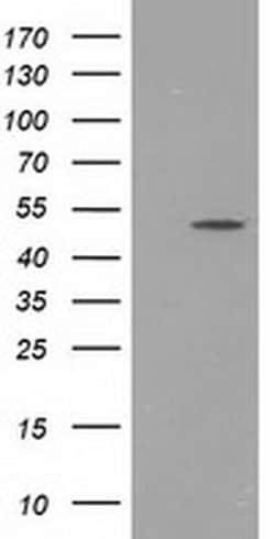 PACSIN3 Monoclonal Antibody (OTI4C5), TrueMAB , OriGene 100 &mu;L; Unconjugated:Antibodies,