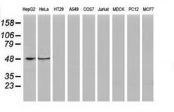 PACSIN3 Monoclonal Antibody (OTI4C5), TrueMAB , OriGene 100 &mu;L; Unconjugated:Antibodies,