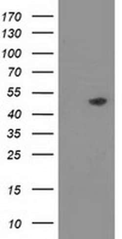 PACSIN3 Monoclonal Antibody (OTI4F8), TrueMAB , OriGene:Antibodies:Primary