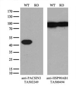 PACSIN3 Monoclonal Antibody (OTI4F8), TrueMAB , OriGene 30 &mu;L; Unconjugated:Antibodies,