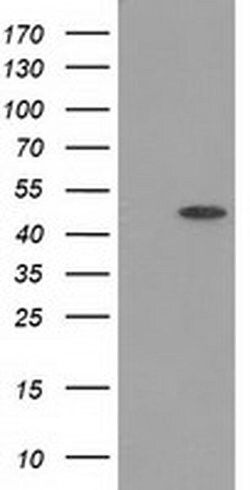 PACSIN3 Monoclonal Antibody (OTI2A3), TrueMAB , OriGene 100 &mu;L; Unconjugated:Antibodies,