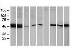 PACSIN3 Monoclonal Antibody (OTI2A3), TrueMAB , OriGene 100 &mu;L; Unconjugated:Antibodies,
