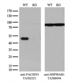 PACSIN3 Monoclonal Antibody (OTI2A3), TrueMAB , OriGene:Antibodies:Primary