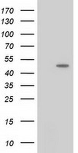 PACSIN3 Monoclonal Antibody (OTI1E1), TrueMAB , OriGene 30 &mu;L; Unconjugated:Antibodies,