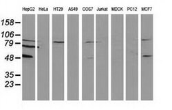 PACSIN3 Monoclonal Antibody (OTI1E1), TrueMAB , OriGene:Antibodies:Primary