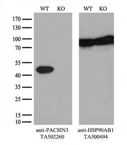 PACSIN3 Monoclonal Antibody (OTI1E1), TrueMAB , OriGene:Antibodies:Primary