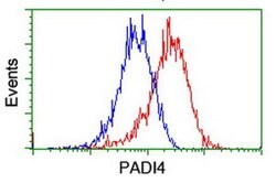 PADI4 Mouse anti-Human, Clone: OTI4H5, liquid, TrueMAB 100 &mu;L; Unconjugated:Antibodies,