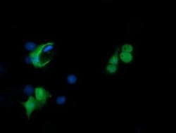 PADI4 Monoclonal Antibody (OTI3E1), TrueMAB , OriGene 100 &mu;L; Unconjugated:Antibodies,
