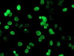 PADI4 Mouse anti-Human, Clone: OTI4H5, liquid, TrueMAB 100 &mu;L; Unconjugated:Antibodies,