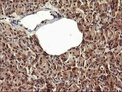 PADI4 Monoclonal Antibody (OTI3E1), TrueMAB , OriGene:Antibodies:Primary