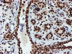 PADI4 Mouse anti-Human, Clone: OTI4H5, liquid, TrueMAB 100 &mu;L; Unconjugated:Antibodies,