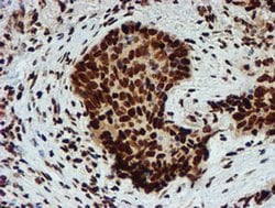 PADI4 Mouse anti-Human, Clone: OTI4H5, liquid, TrueMAB 100 &mu;L; Unconjugated:Antibodies,