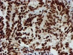 PADI4 Mouse anti-Human, Clone: OTI4H5, liquid, TrueMAB 100 &mu;L; Unconjugated:Antibodies,