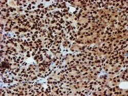 PADI4 Mouse anti-Human, Clone: OTI4H5, liquid, TrueMAB 100 &mu;L; Unconjugated:Antibodies,