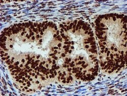 PADI4 Mouse anti-Human, Clone: OTI4H5, liquid, TrueMAB 100 &mu;L; Unconjugated:Antibodies,