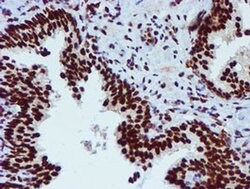 PADI4 Mouse anti-Human, Clone: OTI4H5, liquid, TrueMAB 100 &mu;L; Unconjugated:Antibodies,