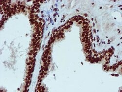 PADI4 Mouse anti-Human, Clone: OTI4H5, liquid, TrueMAB 100 &mu;L; Unconjugated:Antibodies,