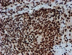 PADI4 Mouse anti-Human, Clone: OTI4H5, liquid, TrueMAB 100 &mu;L; Unconjugated:Antibodies,