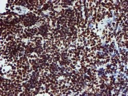 PADI4 Mouse anti-Human, Clone: OTI4H5, liquid, TrueMAB 100 &mu;L; Unconjugated:Antibodies,