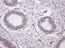 PADI4 Mouse anti-Human, Clone: OTI5C10, lyophilized, TrueMAB 100 &mu;g;