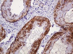 PADI4 Mouse anti-Human, Clone: OTI5C10, lyophilized, TrueMAB 100 &mu;g;