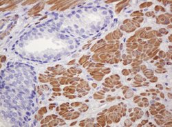 PADI4 Mouse anti-Human, Clone: OTI5C10, lyophilized, TrueMAB 100 &mu;g;