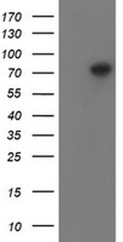 PADI4 Mouse anti-Human, Clone: OTI4H5, liquid, TrueMAB 100 &mu;L; Unconjugated:Antibodies,