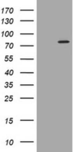 PADI4 Mouse anti-Human, Clone: OTI5C10, lyophilized, TrueMAB 100 &mu;g;
