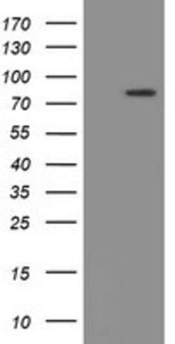 PADI4 Mouse anti-Human, Clone: OTI5B7, lyophilized, TrueMAB 100 &mu;g;