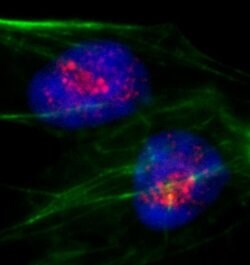 PAF49 Rabbit anti-Human, Polyclonal, Bethyl Laboratories 100 &mu;L; Unconjugated:Antibodies,