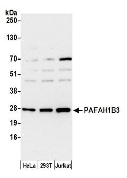 PAFAH1B3 Polyclonal Antibody, Bethyl Laboratories:Antibodies:Primary Antibodies