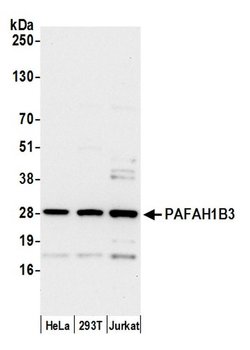 PAFAH1B3 Polyclonal Antibody, Bethyl Laboratories 20 &mu;L; Unconjugated:Antibodies,