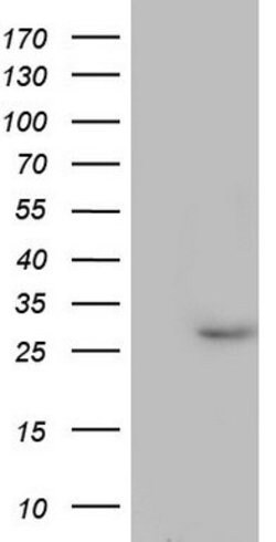 PAFAH1B3 Mouse anti-Human, Clone: OTI2D3, lyophilized, TrueMAB 100 &mu;g | Buy Online | Origene Technologies | Fisher Scientific
