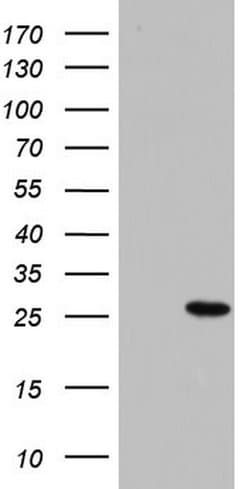 PAFAH1B3 Monoclonal Antibody (OTI2E8), TrueMAB , OriGene 100 &mu;L; Unconjugated:Antibodies,
