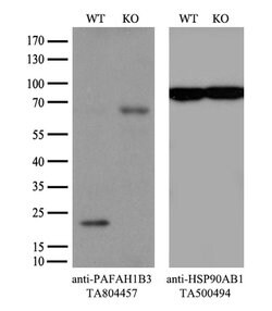 PAFAH1B3 Monoclonal Antibody (OTI2E8), TrueMAB , OriGene 100 &mu;L; Unconjugated:Antibodies,