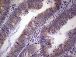 PAGE1 Monoclonal Antibody (OTI10E7), TrueMAB , OriGene 100 &mu;L; Unconjugated:Antibodies,
