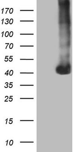 PAGE1 Monoclonal Antibody (OTI4E6), TrueMAB , OriGene 30 &mu;L; Unconjugated:Antibodies,