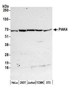 PAK4 Rabbit anti-Human, Polyclonal, Bethyl Laboratories 100 &mu;L; Unconjugated:Antibodies,