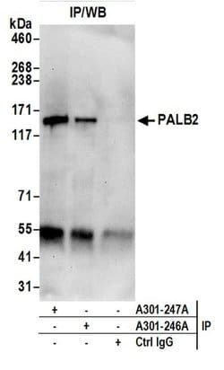 PALB2 Rabbit anti-Human, Polyclonal, Bethyl Laboratories 100 &mu;L; Unconjugated:Antibodies,