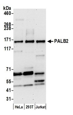PALB2 Rabbit anti-Human, Polyclonal, Bethyl Laboratories 100 &mu;L; Unconjugated:Antibodies,