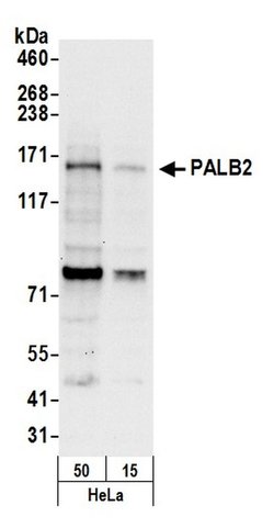 PALB2 Rabbit anti-Human, Polyclonal, Bethyl Laboratories 100 &mu;L; Unconjugated:Antibodies,