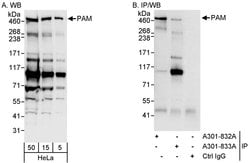 PAM Rabbit anti-Human, Polyclonal, Bethyl Laboratories 100 &mu;L; Unconjugated:Antibodies,