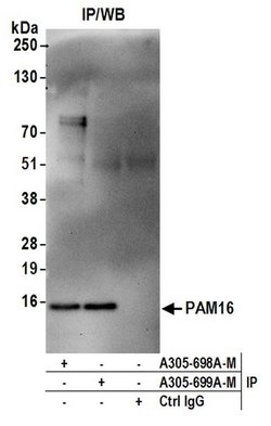 PAM16 Polyclonal Antibody, Bethyl Laboratories:Antibodies:Primary Antibodies