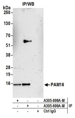 PAM16 Polyclonal Antibody, Bethyl Laboratories 20 &mu;L; Unconjugated:Antibodies,