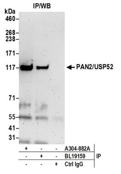 PAN2/USP52 Rabbit anti-Human, Mouse, Polyclonal, Bethyl Laboratories 100