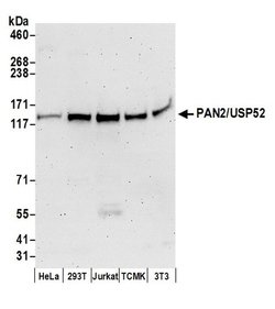 PAN2/USP52 Rabbit anti-Human, Mouse, Polyclonal, Bethyl Laboratories 100