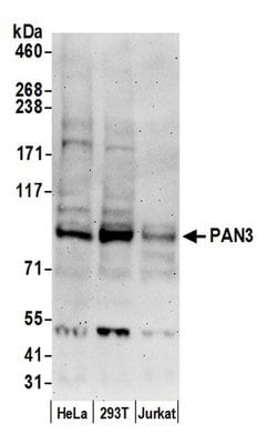 PAN3 Polyclonal Antibody, Bethyl Laboratories:Antibodies:Primary Antibodies