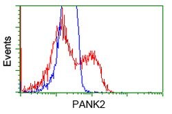 PANK2 Mouse anti-Canine, Human, Rat, Clone: OTI3H9, lyophilized, TrueMAB