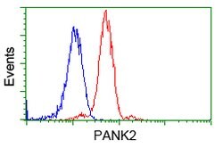 PANK2 Mouse anti-Canine, Human, Rat, Clone: OTI3H9, lyophilized, TrueMAB