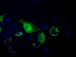 PANK2 Mouse anti-Canine, Human, Rat, Clone: OTI3H9, lyophilized, TrueMAB